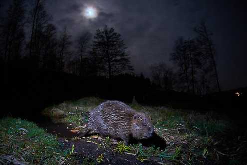 Biber (Castor fiber) im Mondschein