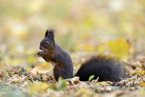 Eichhörnchen (Sciurus vulgaris)