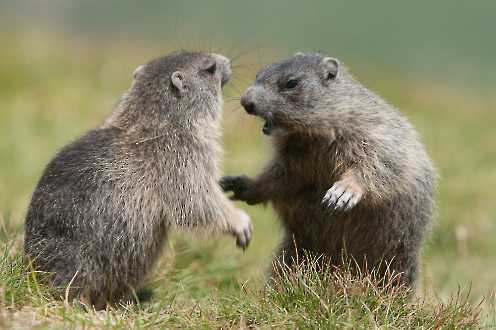 Spielende Murmeltiere (Marmota marmota)