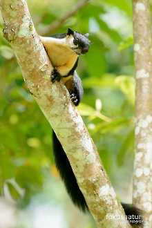 Schwarzes Riesenhörnchen (Ratufa bicolor)