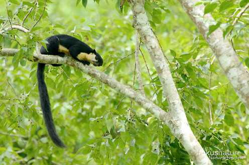 Schwarzes Riesenhörnchen (Ratufa bicolor)