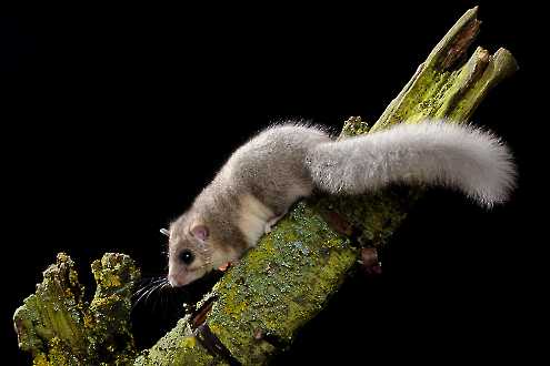 Siebenschläfer (Glis glis) - C