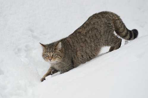 Wildkatze im Tiefschnee