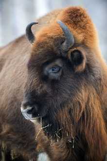 Wisent (Bison bonasus)