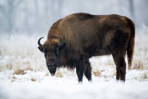 Wisent (Bison bonasus)