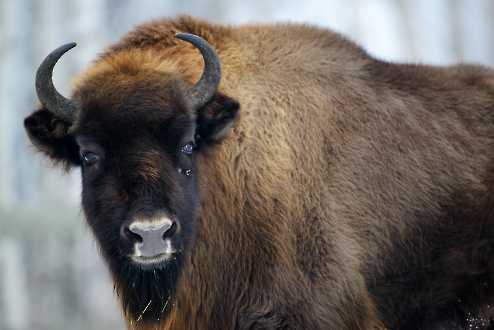 Wisent (Bison bonasus)