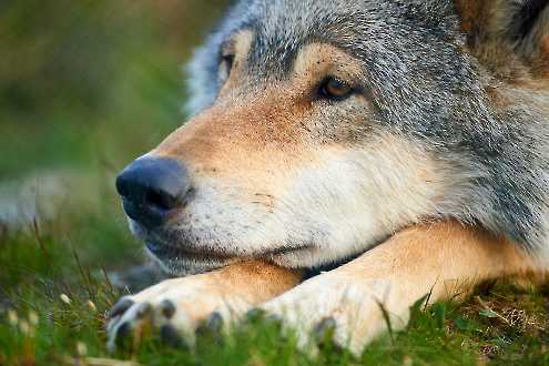 Europäischer Wolf (Canis lupus)