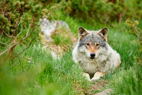 Europäischer Wolf (Canis lupus)