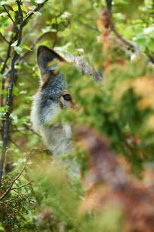 Europäischer Wolf (Canis lupus)