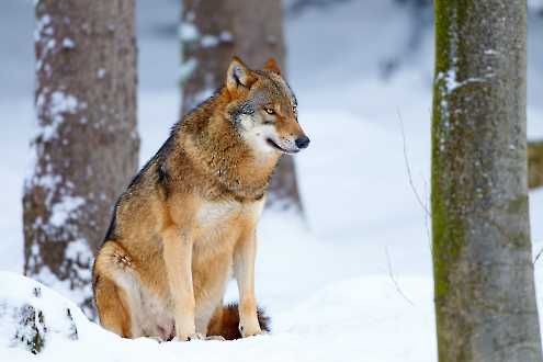 Europäischer Wolf (Canis lupus)