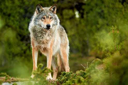 Europäischer Wolf (Canis lupus)