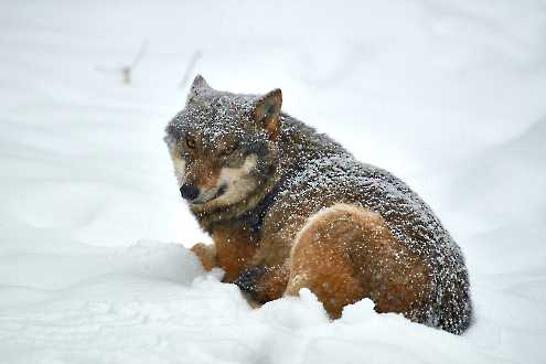 Europäischer Wolf (Canis lupus)