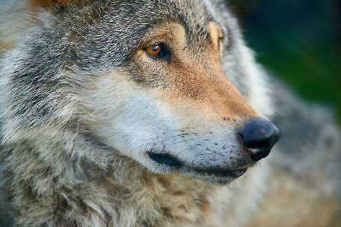 Europäischer Wolf (Canis lupus)