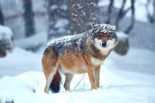 Europäischer Wolf (Canis lupus)