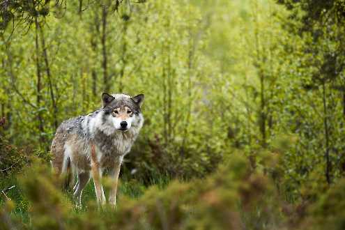 Europäischer Wolf (Canis lupus)