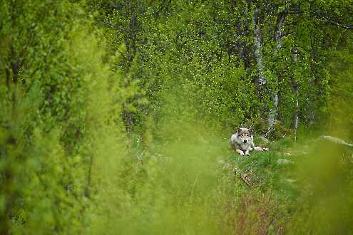 Europäischer Wolf (Canis lupus)