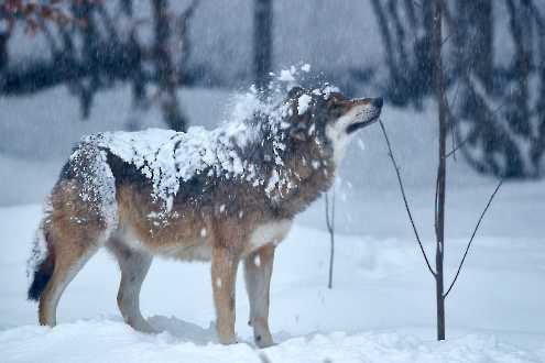 Europäischer Wolf (Canis lupus)