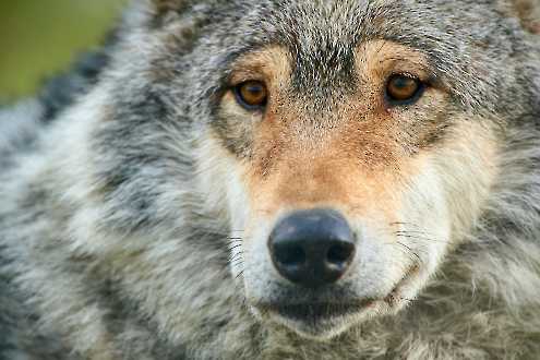 Europäischer Wolf (Canis lupus)