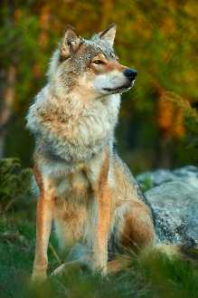 Europäischer Wolf (Canis lupus)