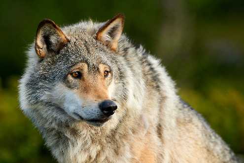 Europäischer Wolf (Canis lupus)