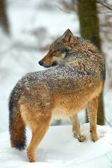 Europäischer Wolf (Canis lupus)