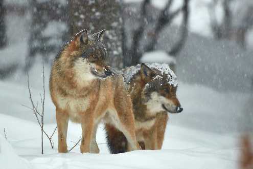 Europäischer Wolf (Canis lupus)