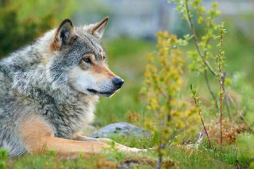 Europäischer Wolf (Canis lupus)