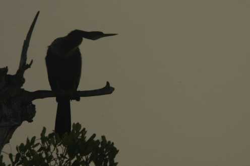 Amerikanischer Schlangenhalsvogel (Anhinga anhinga)