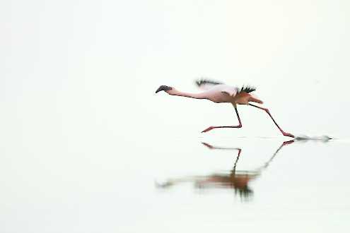 Zwergflamingos am Lake Natron