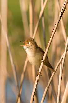 Teichrohrsänger (Acrocephalus scirpaceus)