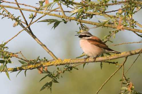 Neuntöter (Lanius collurio)