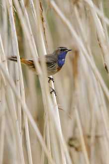 Blaukehlchen (Luscinia svecica)