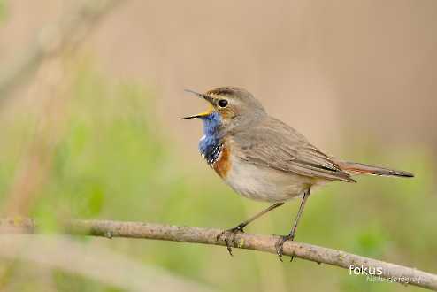 Blaukehlchen (Luscinia svecica)