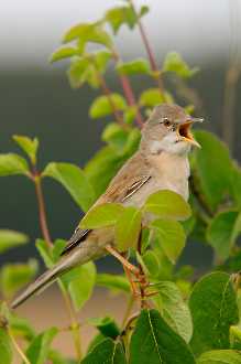 Dorngrasmücke (Sylvia communis)