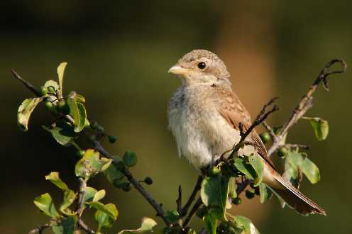 Junger Neuntöter (Lanius collurio)