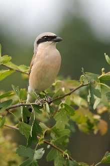 Neuntöter (Lanius collurio)