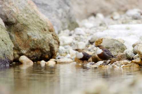 Wasseramsel (Cinclus cinclus)