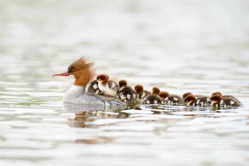 Gänsesäger (Mergus merganser)