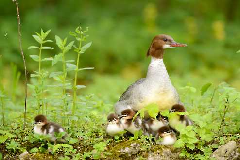 Gänsesäger (Mergus merganser)