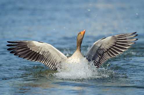 Enten & Gänse