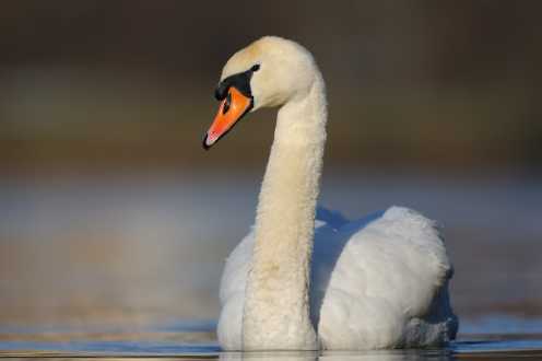 Höckerschwan (Cygnus olor)