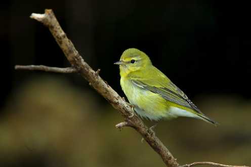 Grünwaldsänger (Dendroica virens)