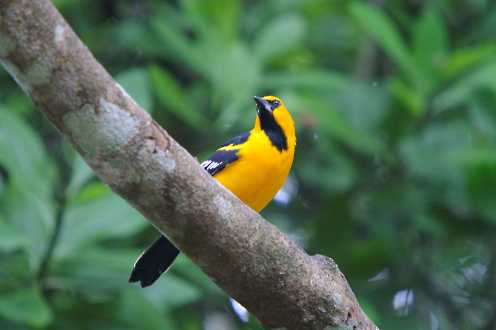 Schwarzflügeltrupial (Icterus chrysater chrysater)