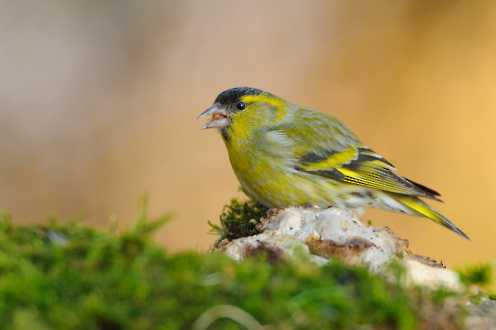 Erlenzeisig (Carduelis spinus)