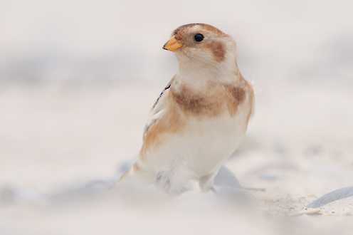 Schneeammer (Plectrophenax nivalis)