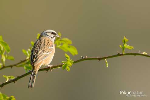 Zippammer (Emberiza cia)