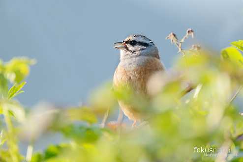 Zippammer (Emberiza cia)