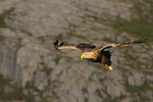 Fliegender Seeadler (Haliaeetus albicilla)