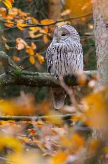 Habichtskauz im Herbst