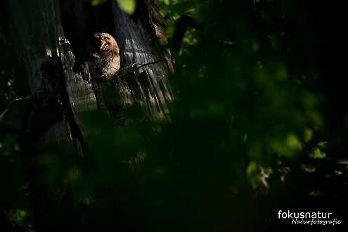 Waldkauz (Strix aluco)